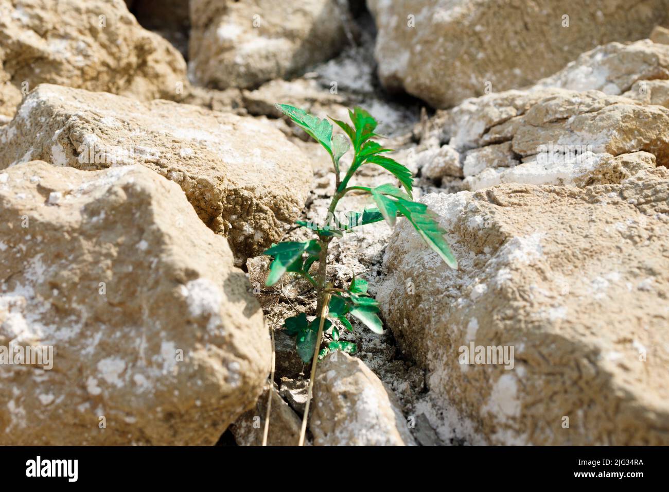 Dettaglio di una pianta che lotta per la sopravvivenza in un letto di lago essiccato fuori. Foto Stock