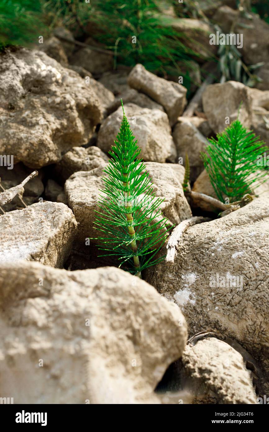 Le piante di Horsetail crescono nonostante la mancanza di precipitazioni dovute a forti ondate di calore causate dal cambiamento climatico. Foto Stock