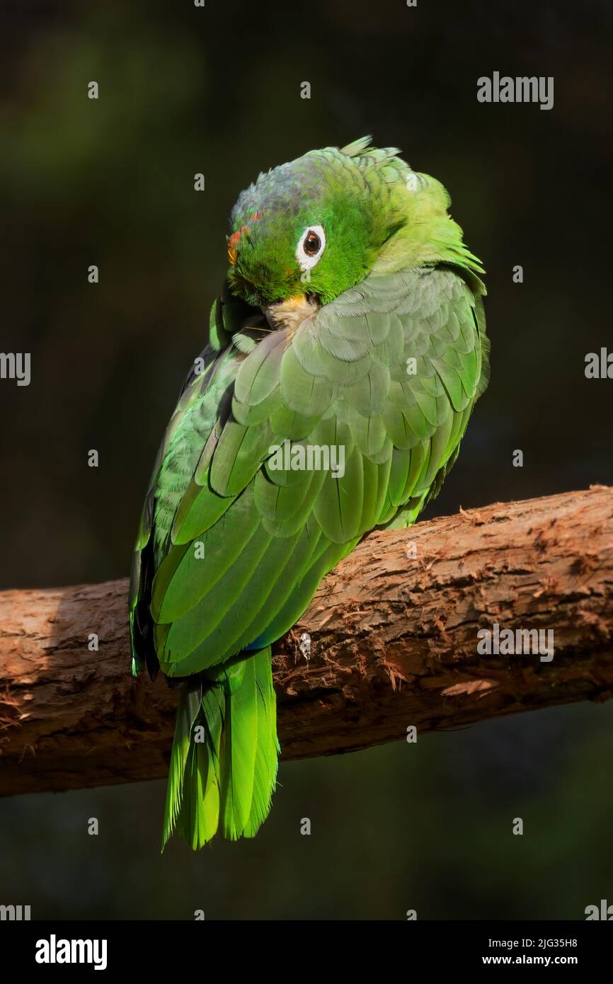 Amazzonia Meridionale Mealy - Amazzona farinosa, pappagallo colorato dalle foreste e dai boschi sudamericani, Amazzonia, Brasile. Foto Stock
