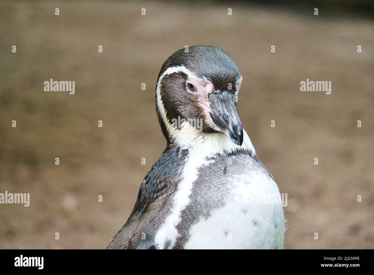 Pinguino in ritratto. Il piccolo uccello d'acqua con piumaggio bianco e nero. Foto animale di un uccello Foto Stock