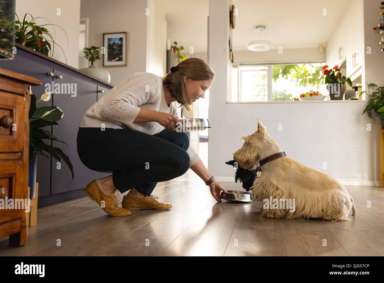 Donna caucasica di metà adulta che dà il cibo in ciotole ai terriers scozzesi seduti su pavimento di legno duro Foto Stock