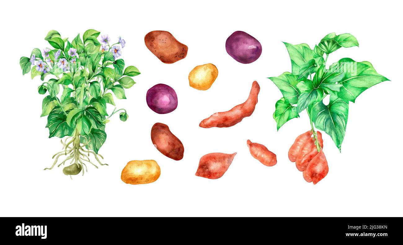 Set di illustrazione di acquerello di patate su sfondo bianco. Vegetale crudo, batata, patate dolci, piante da giardino dipinte a mano. Elemento di design per des Foto Stock