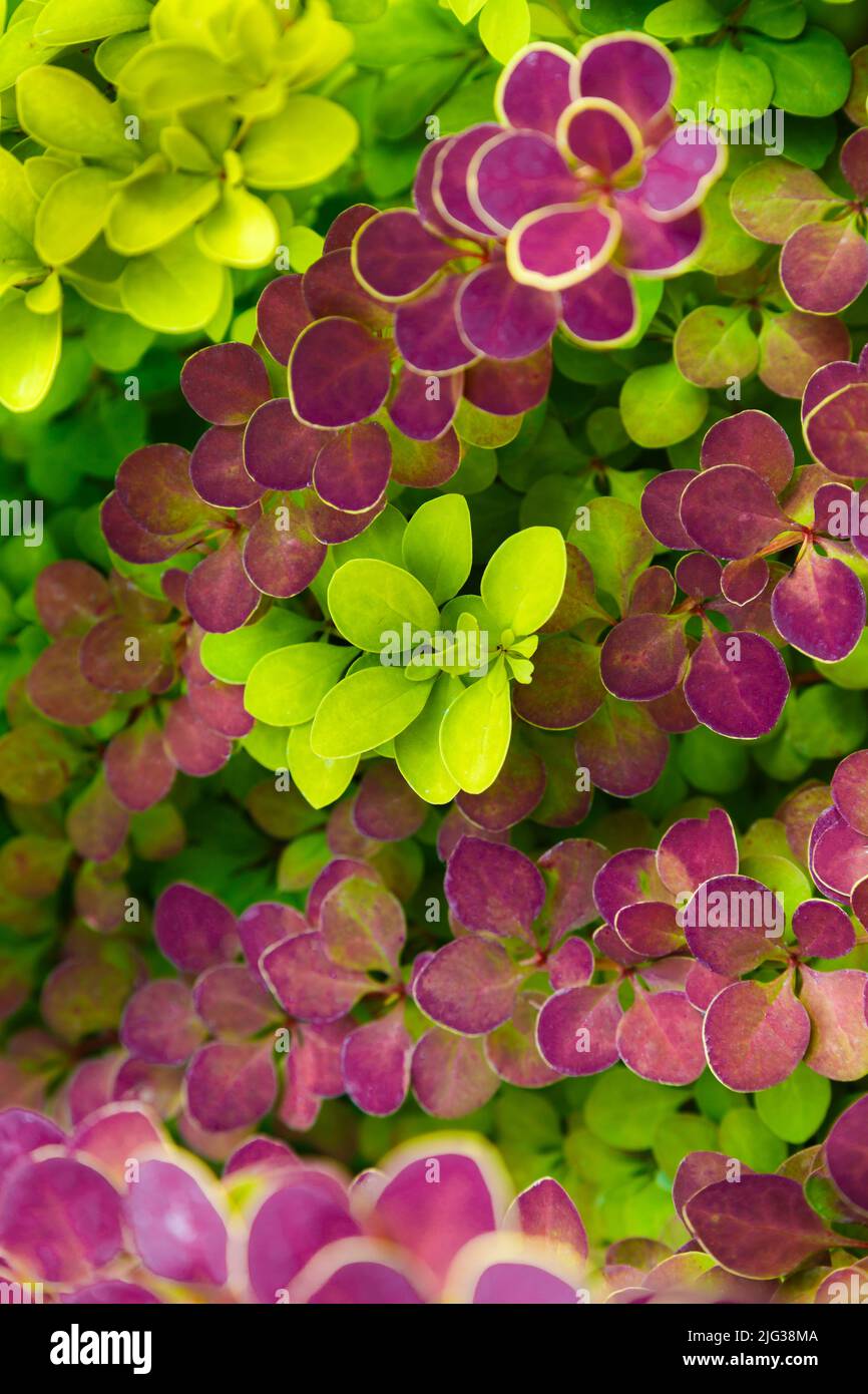 I cespugli sono di colore verde-rosa brillante. Cespuglio con foglie rosa di forma rotonda su sfondo verde. Foto Stock