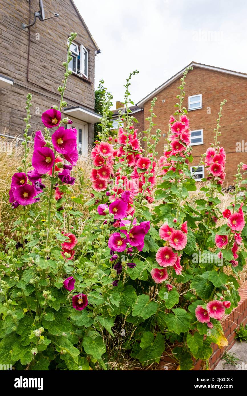 Una delle aree faunistiche di Brighton e Hove con l'erba e i fiori selvatici, tra cui i hollyhocks che possono crescere dal consiglio comunale, Sussex , Inghilterra , Regno Unito Foto Stock