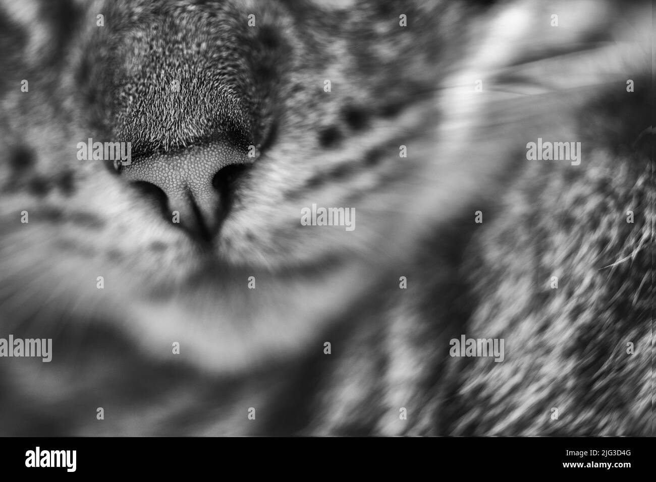 Foto ravvicinata in bianco e nero di un gatto domestico. Foto Stock