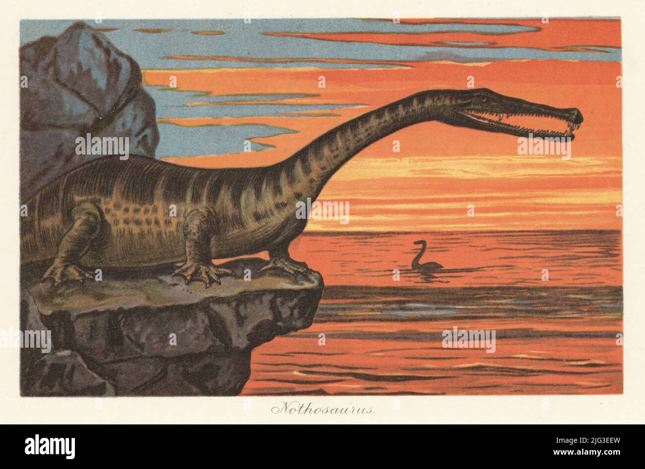 Ricostruzione di un Notosaurus, genere estinto di rettili sauropterigiani del Triassico. Illustrazione stampata a colori da F. John di Wilhelm Bolsche Tiere der Urwelt (Animals of the Prehistoric World), Reichart Cocoa Company, Amburgo, 1908. Foto Stock