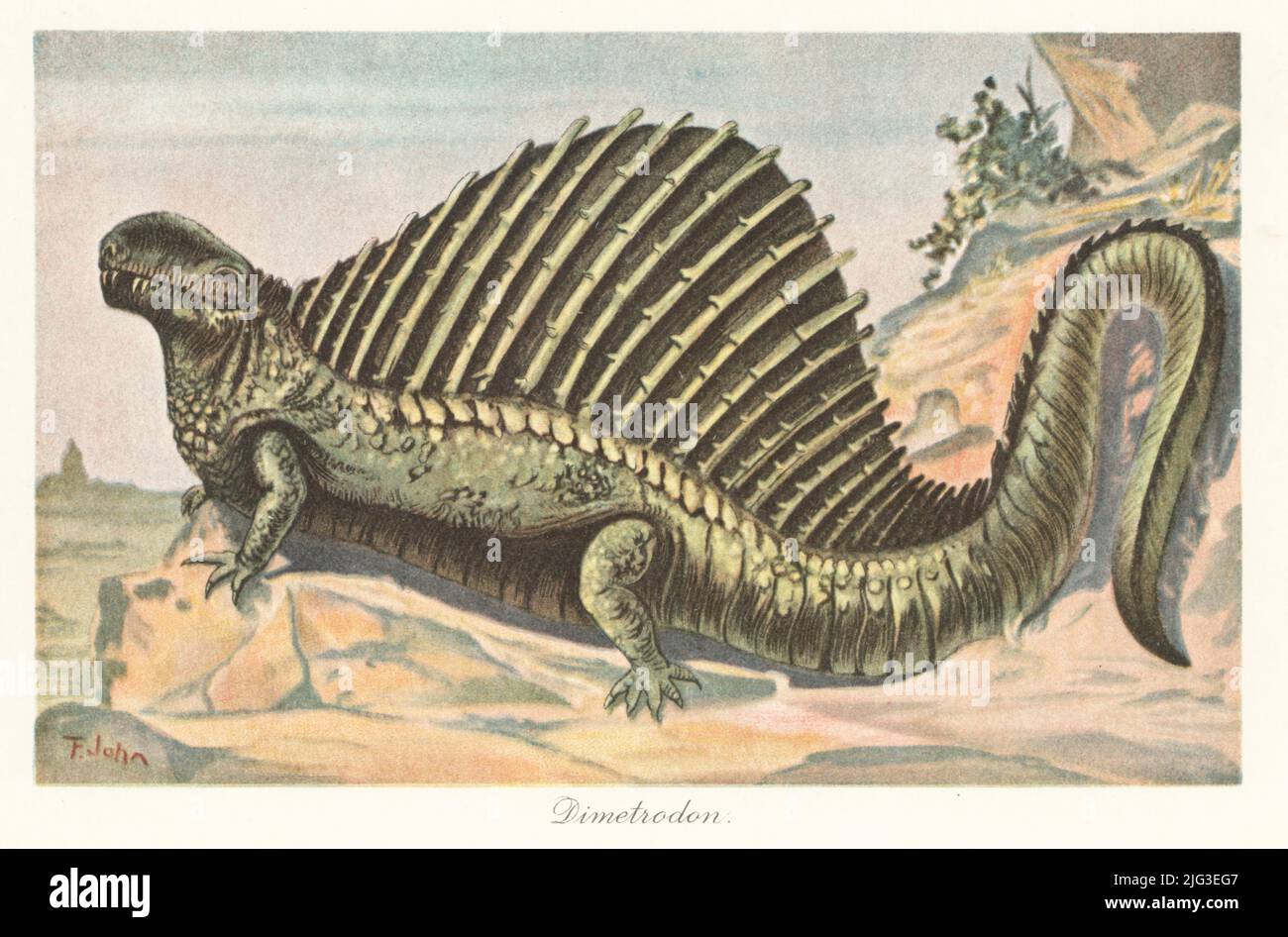 Ricostruzione di un Dimetrodon, genere estinto di sinapsido non-mammifero con vela della spina dal Cisuralian (Permiano precoce). Illustrazione stampata a colori da F. John di Wilhelm Bolsche Tiere der Urwelt (Animals of the Prehistoric World), Reichart Cocoa Company, Amburgo, 1908. Foto Stock