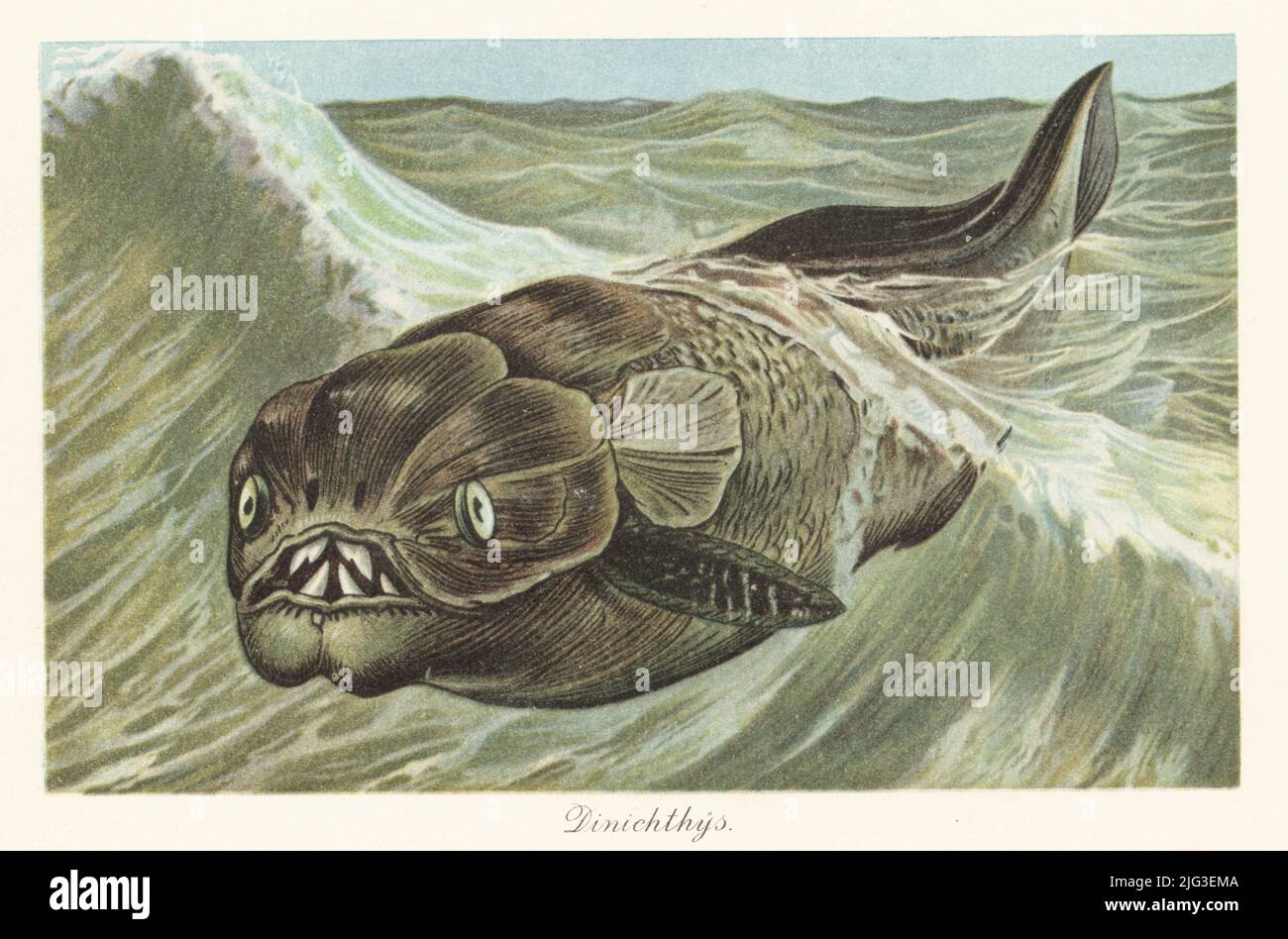 Ricostruzione di un Dinichthys che cattura un'onda. Genere monospecifico di artropodismo marino gigante dal tardo Devonian (stadio di Famennian). Dinichthys herzeri. Illustrazione stampata a colori da F. John di Wilhelm Bolsche Tiere der Urwelt (Animals of the Prehistoric World), Reichart Cocoa Company, Amburgo, 1908. Foto Stock