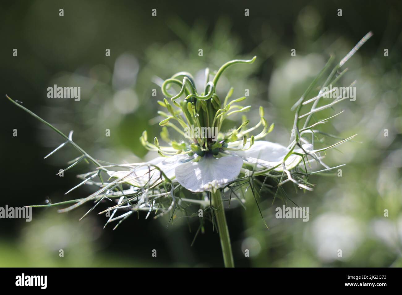 nigella fiore prendere il sole con uno sfondo bokeh Foto Stock