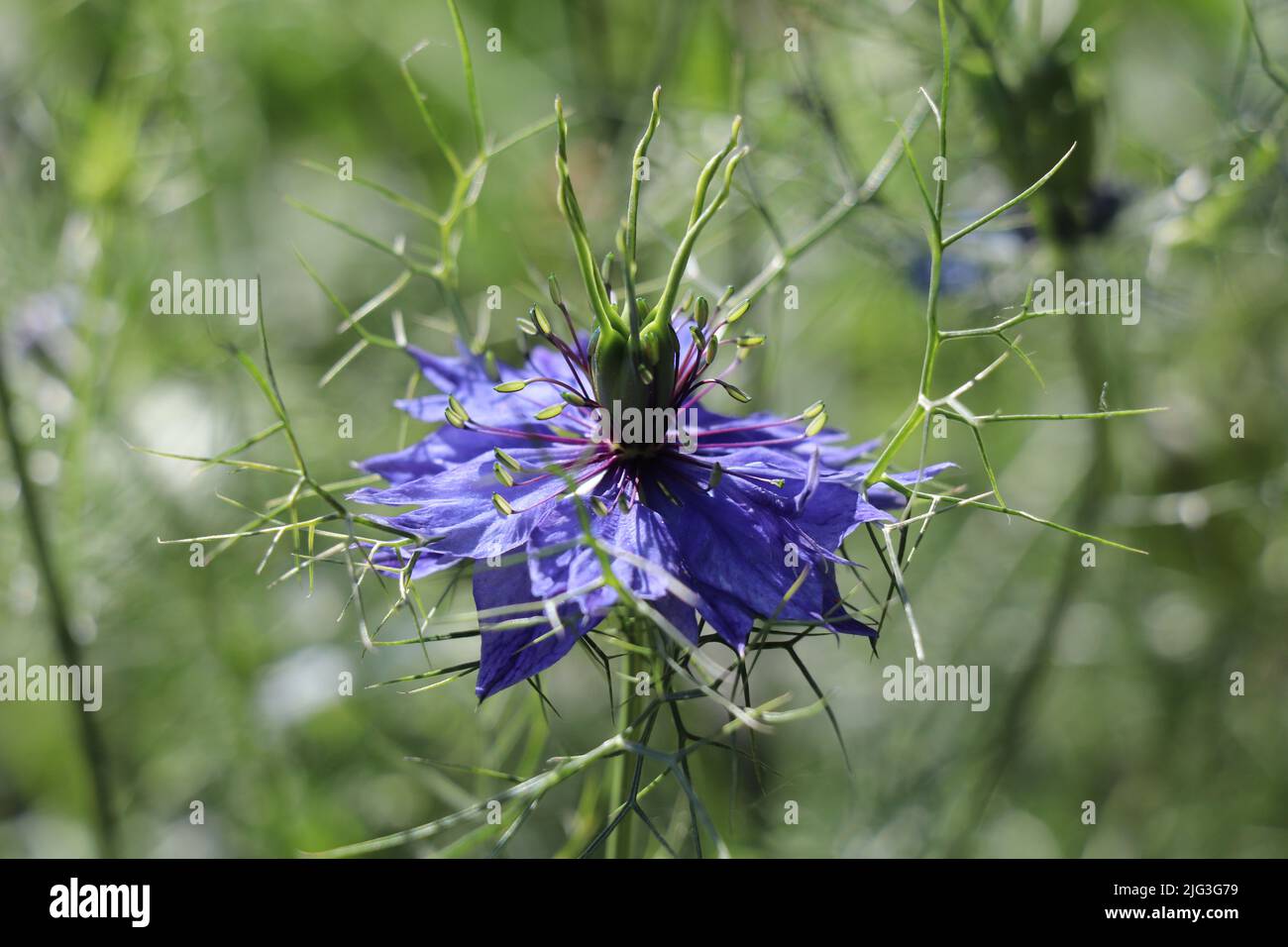 nigella fiore prendere il sole con uno sfondo bokeh Foto Stock