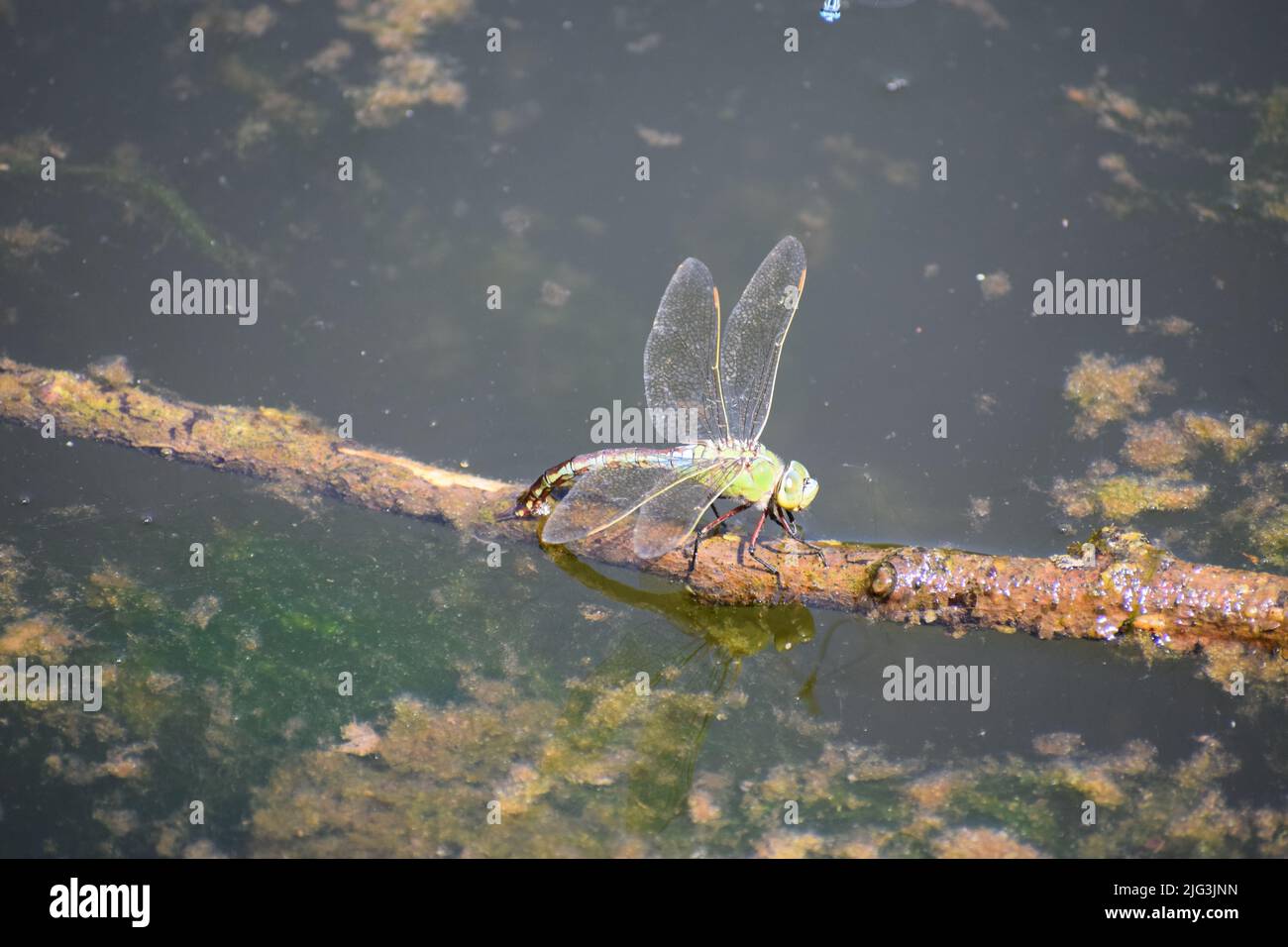 L'imperatore libellula Foto Stock