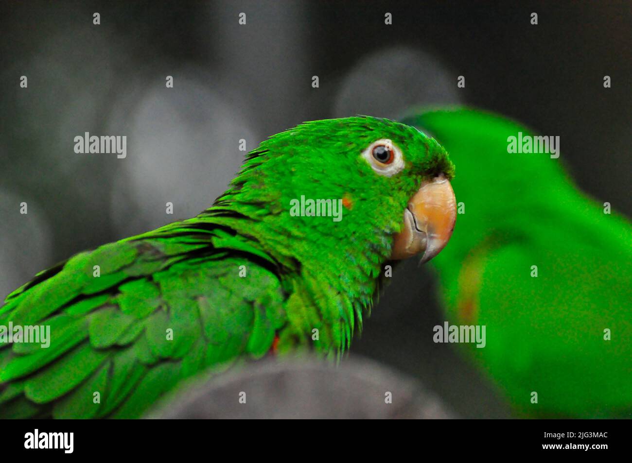 Pappagallo verde piccolo, uccello comune brasiliano Foto Stock