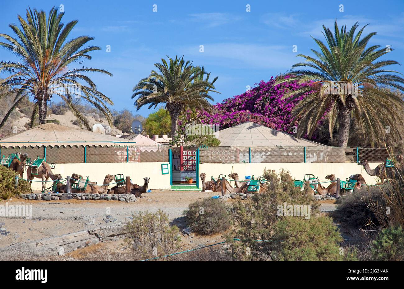 Cammelli riposanti alla stazione del cammello, Camel cavalcando alle dune di Maspalomas, Grand Canary, Isole Canarie, Spagna, Europa Foto Stock