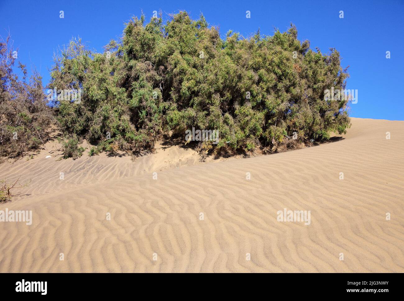 Dune e arbusti, Moquins Traganum (Traganum Moquinii), le dune sono riserva naturale dal 1987, Maspalomas, Grand Canary, isole Canarie, Spagna, Euro Foto Stock
