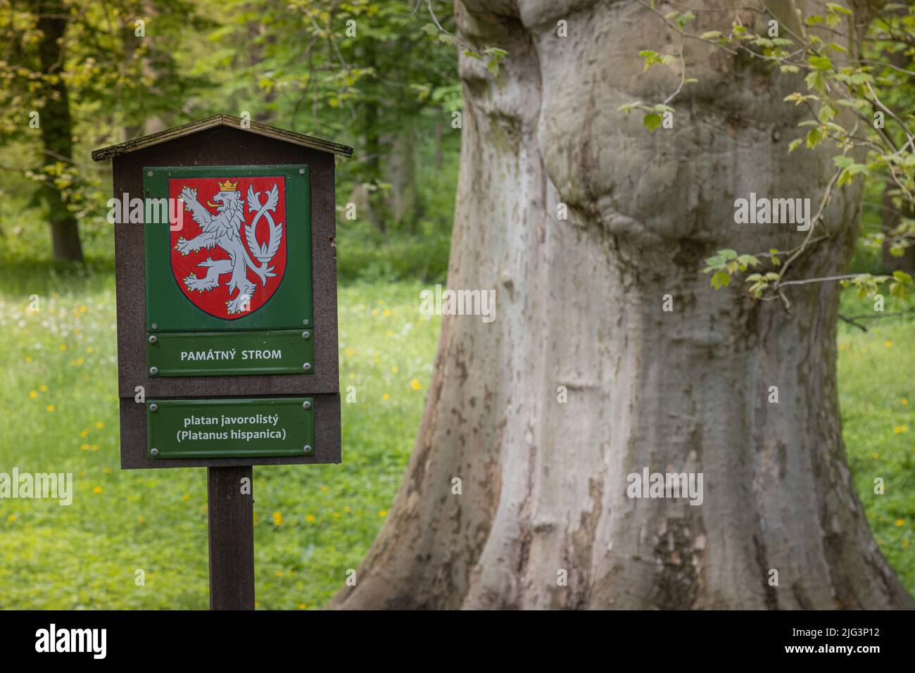 Segno per albero protetto Platanus hispanica, in Veltrusy, Repubblica Ceca, 15 maggio 2021. (Foto CTK/Martin Macak Gregor) Foto Stock