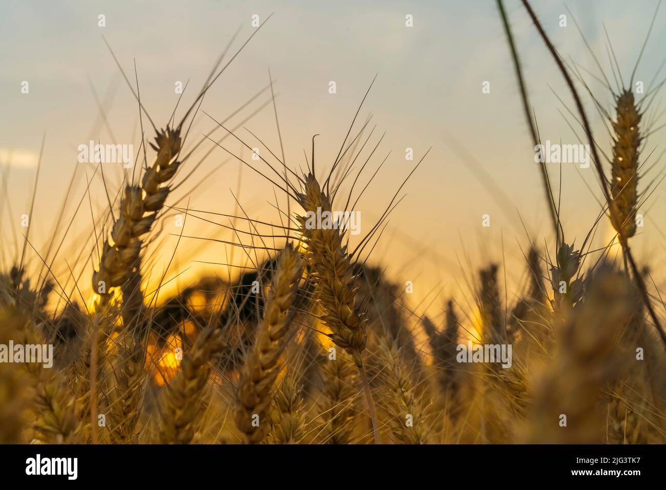 Spighe di grano nel tramonto Foto Stock