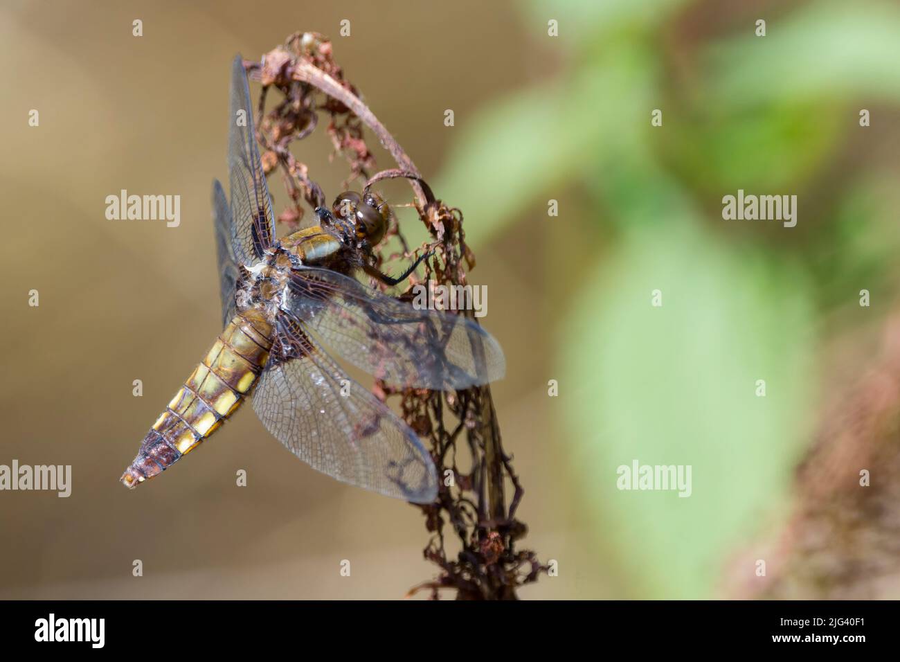 Chaser di corpo largo (libellula depressia) femmina dragonfly appiattito addome marrone con macchie gialle sui lati base marrone scuro alle ali appollaiato sulla pianta Foto Stock