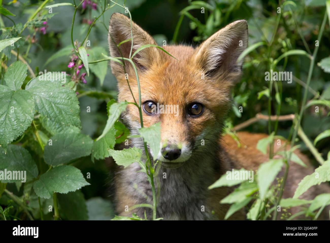 Cucciolo di volpe giovanile (vulpes vulpes) arancione rosso pelliccia grandi orecchie dorate marrone occhi bianco museruola pallido lato inferiore, in vegetazione sotto un alimentatore di uccelli in una pelle. Foto Stock