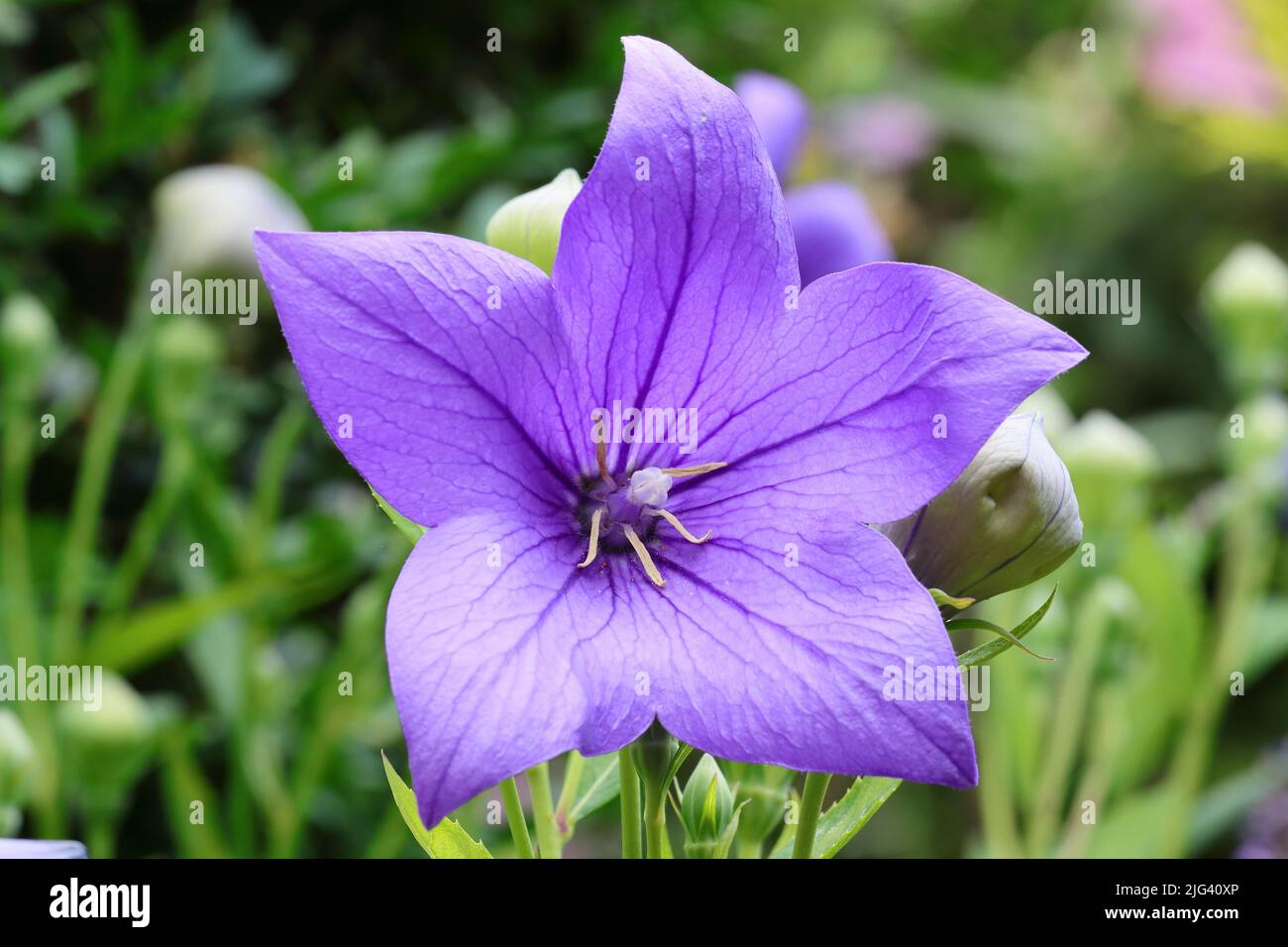 Primo piano di un bel fiore Platycodon grandiflorus a forma di stella blu Foto Stock