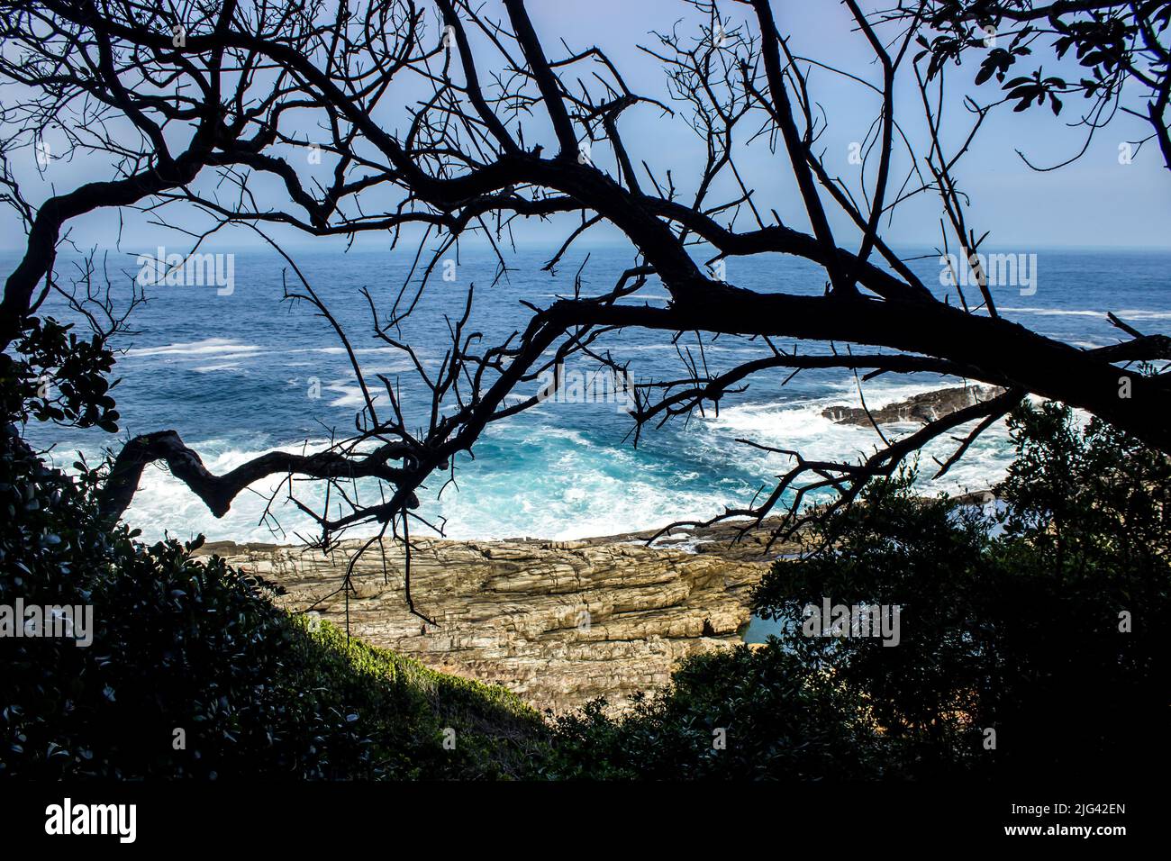 Silhouette di rami con l'azzurro oceano Indiano meridionale, dalle foreste del giardino Route National Park, Sudafrica. Foto Stock