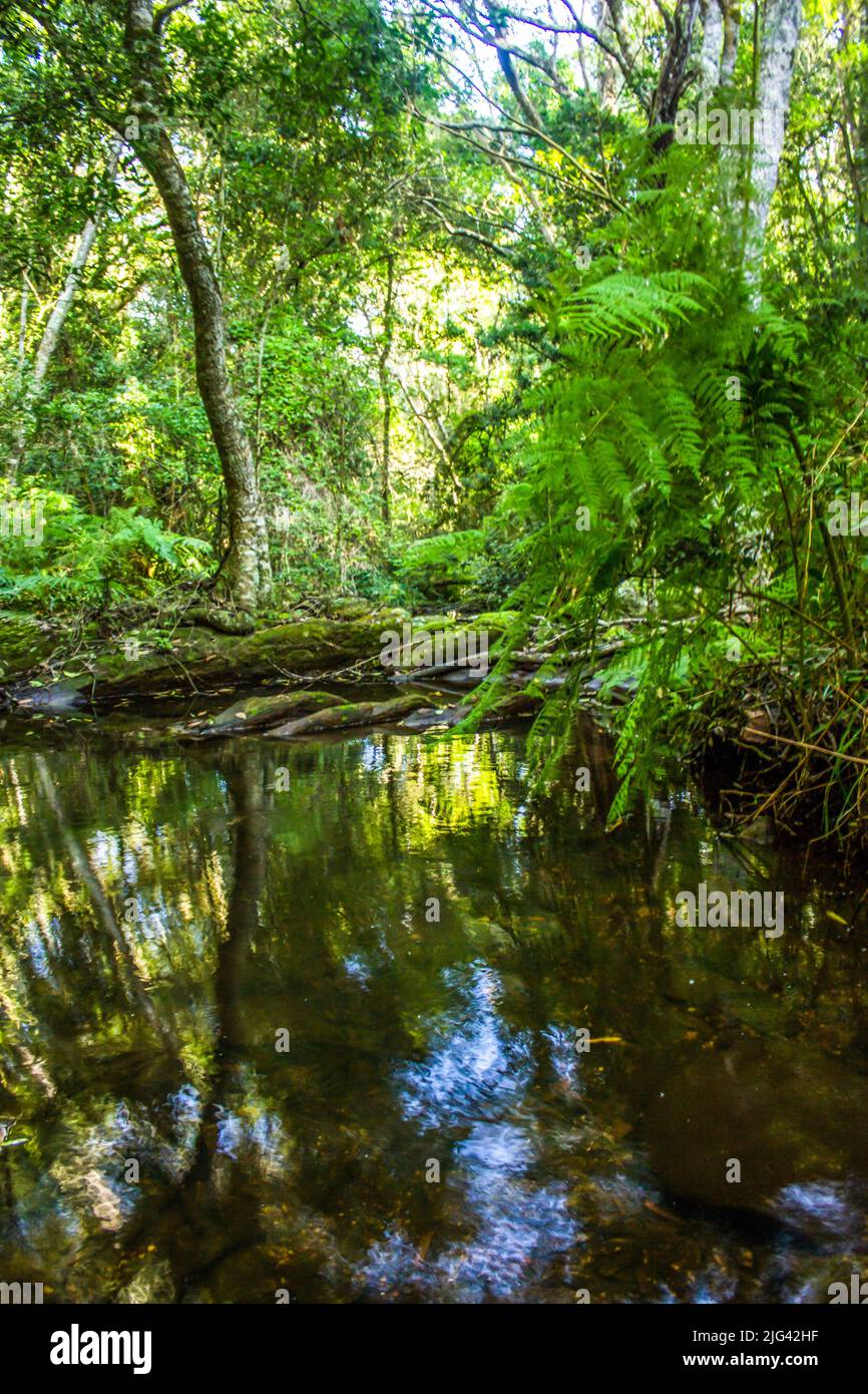 Una piccola e tranquilla piscina d'acqua nascosta, nella Foresta di Tsitsikamma, Sudafrica, che riflette la baldacchino, Foto Stock