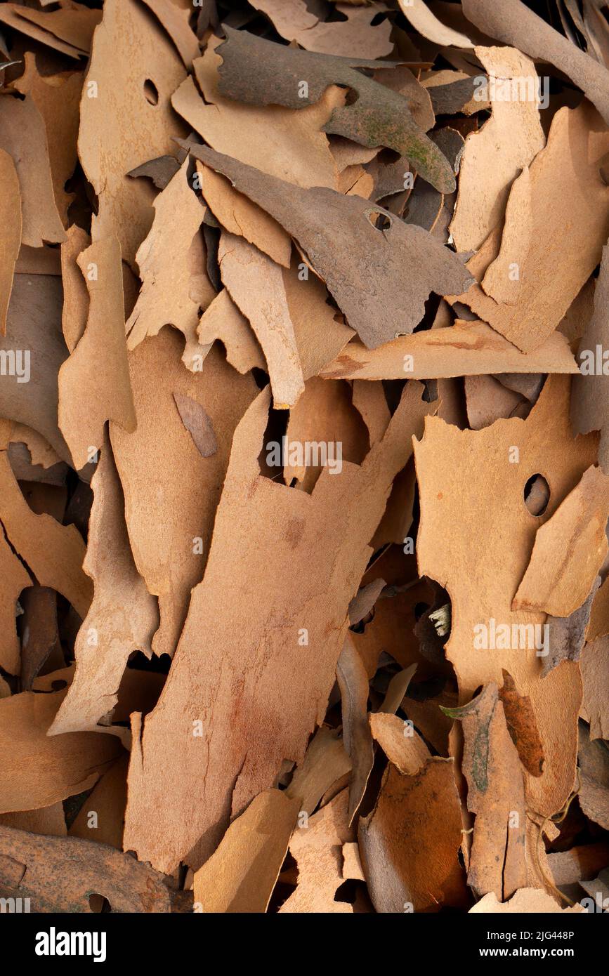 Corteccia di capannone da un albero di aereo, Ungheria Foto Stock