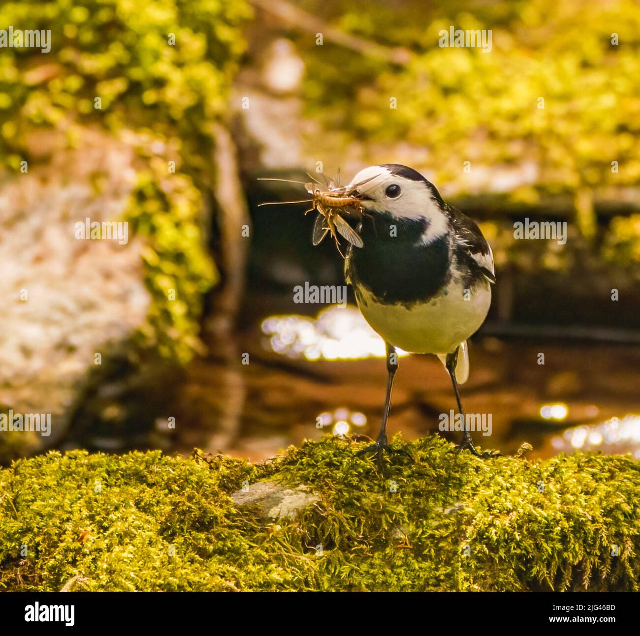 Pied Wagtail con colazione Foto Stock