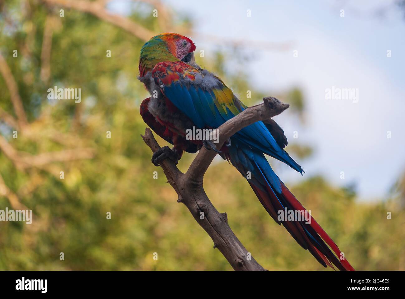 Un macaw colorato dal Sud America, nella Riserva Sigean, in Occitanie, Francia Foto Stock