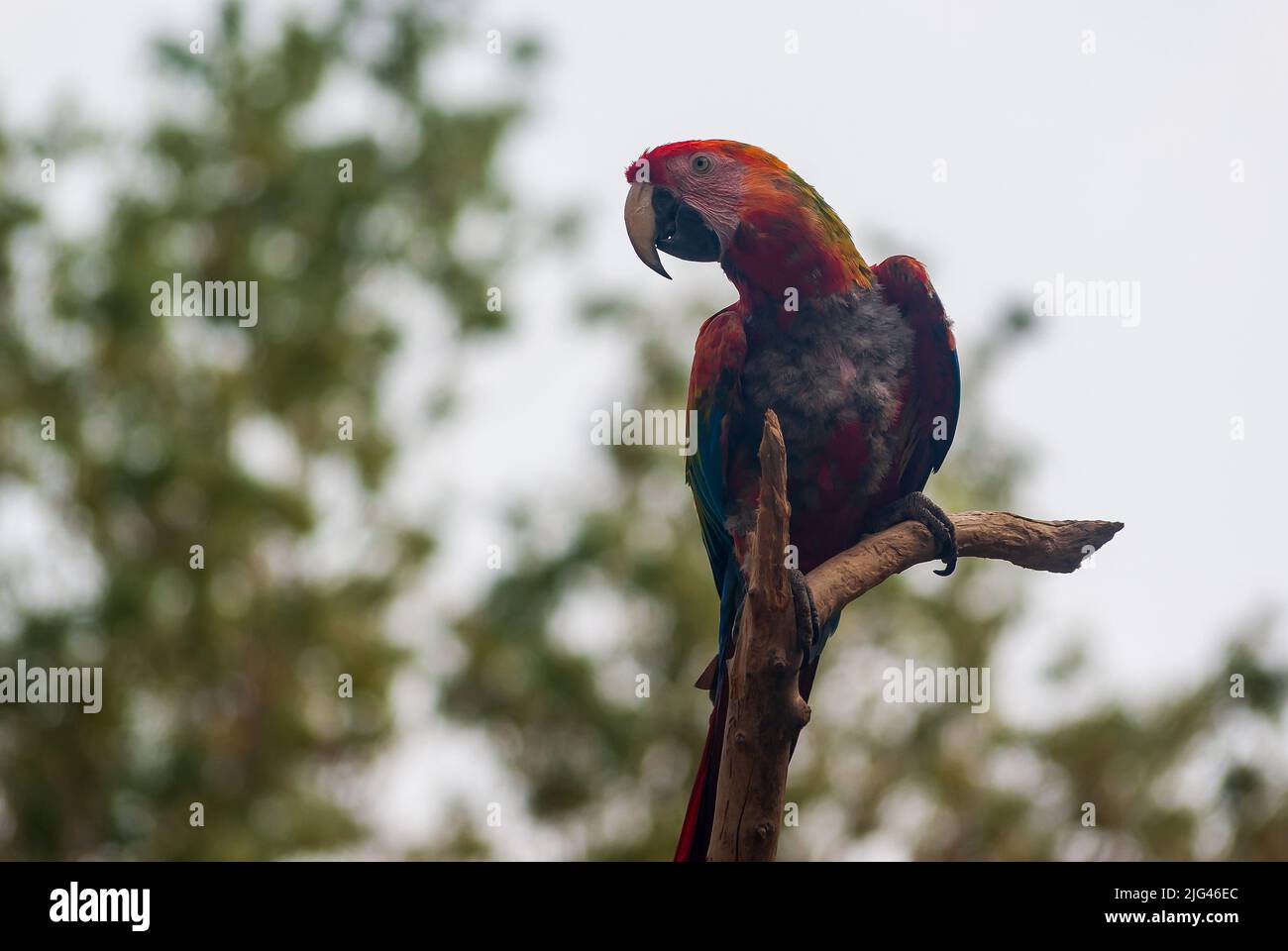Un macaw colorato dal Sud America, nella Riserva Sigean, in Occitanie, Francia Foto Stock