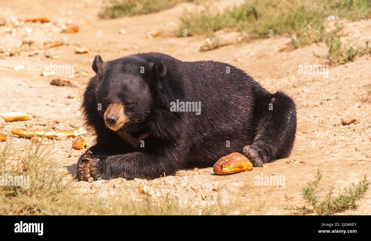 Un orso bruno nella Riserva Sigean, in Occitanie, Francia Foto Stock