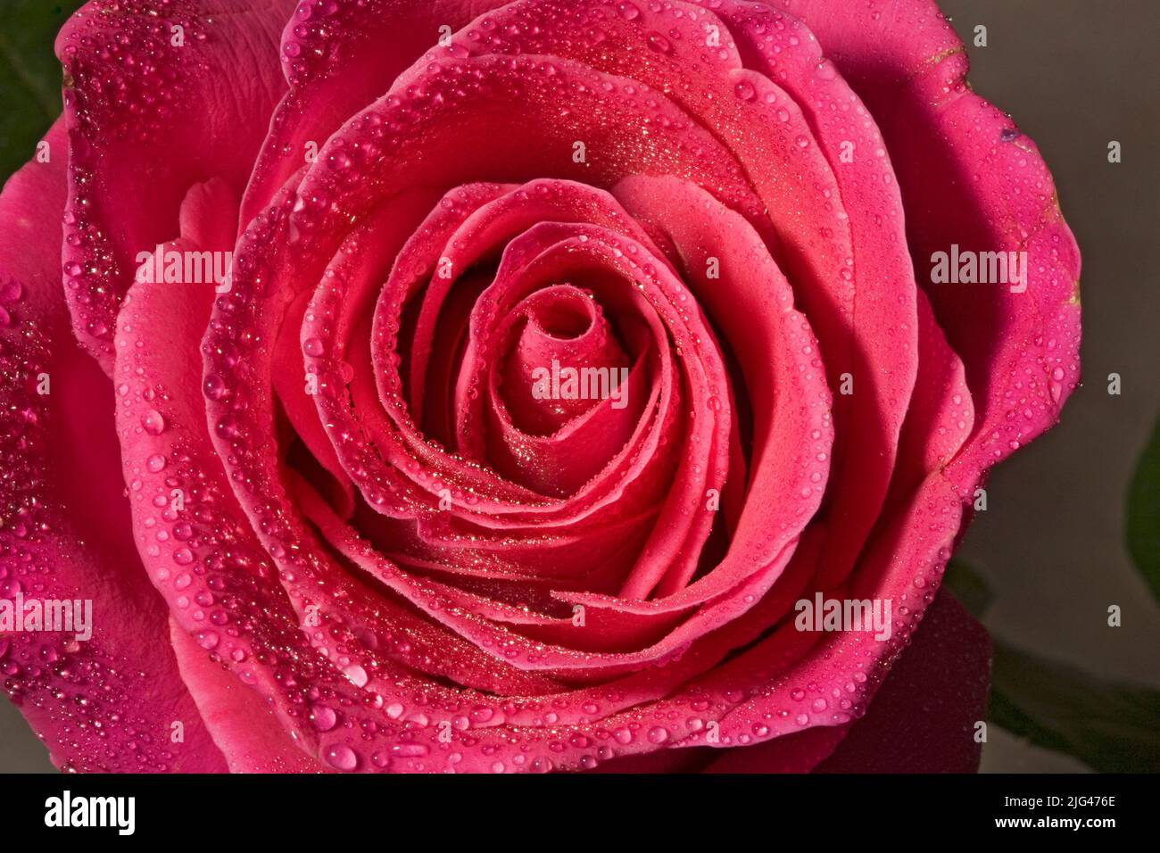 Una vista ravvicinata del centro di una rosa rossa. Foto Stock