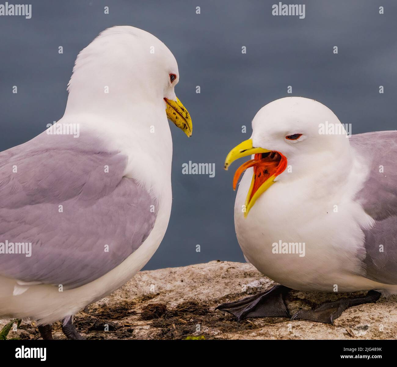 Gabbiano tridattilo Foto Stock