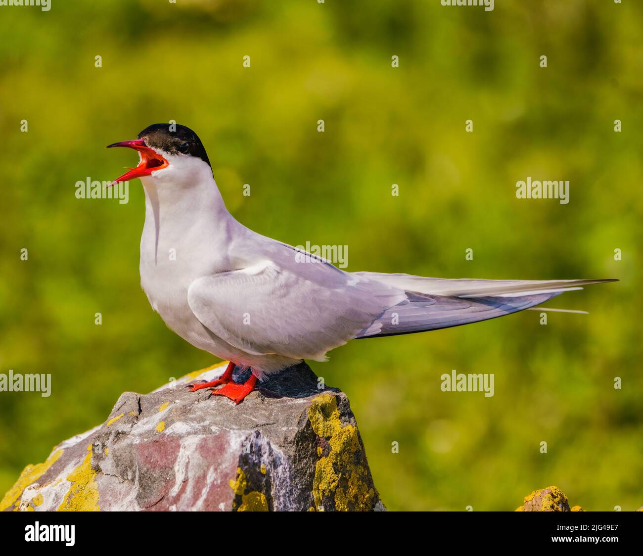 Sterna artica Foto Stock