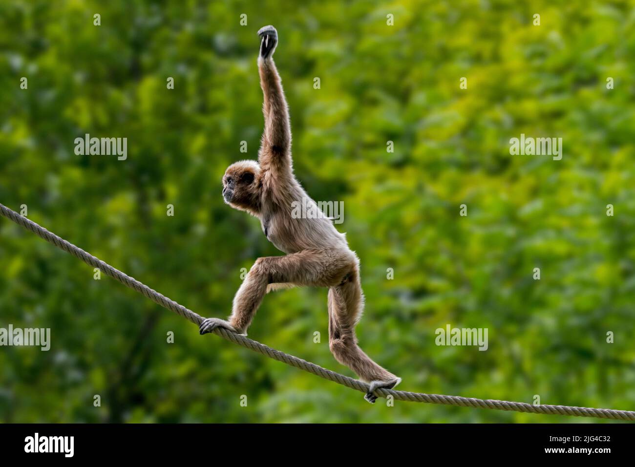 Gibbone LAR / gibbone bianco-mano (Hylobates lar) bilanciamento su corda in zoo / parco animale, nativo di Indonesia, Laos, Malesia, Myanmar e Thailandia Foto Stock