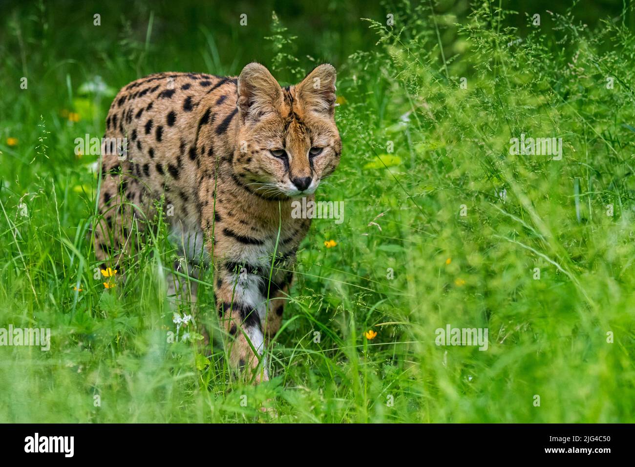 Serval (Leptailurus serval / Felis serval), gatto selvatico / felino nativo dell'Africa Foto Stock