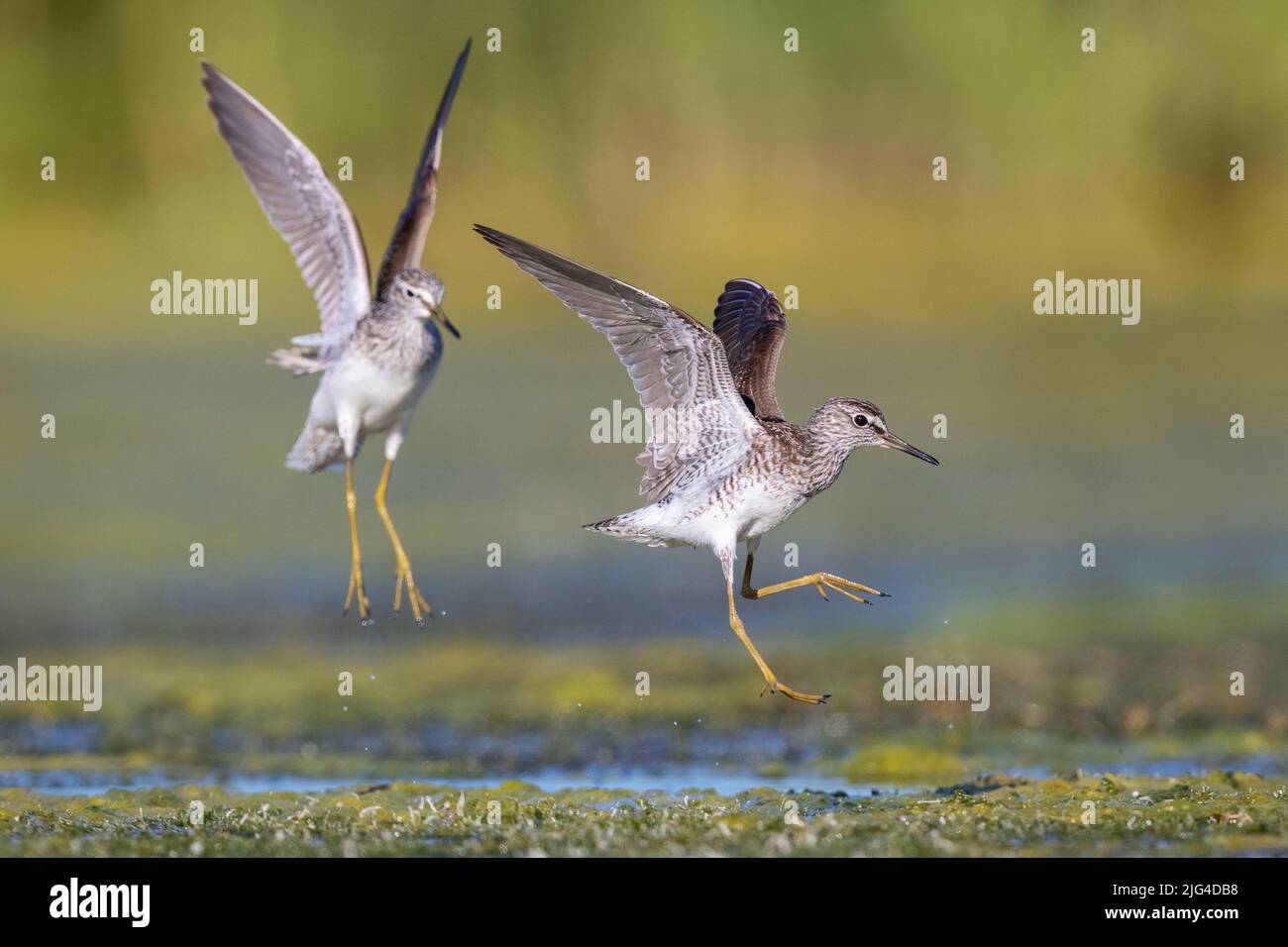 Sandpiper di legno (Tringa glareola), adulti che si inseguono, Campania, Italia Foto Stock