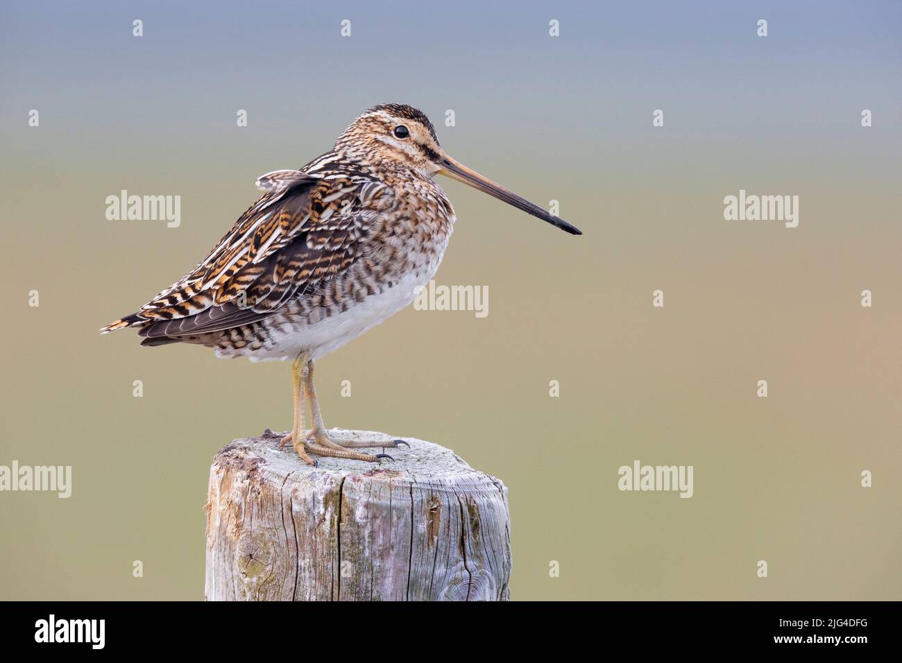 Comune Snipe (Gallinago gallinago faeroeensis), vista laterale di un adulto in piedi su un posto di recinzione, regione meridionale, Islanda Foto Stock