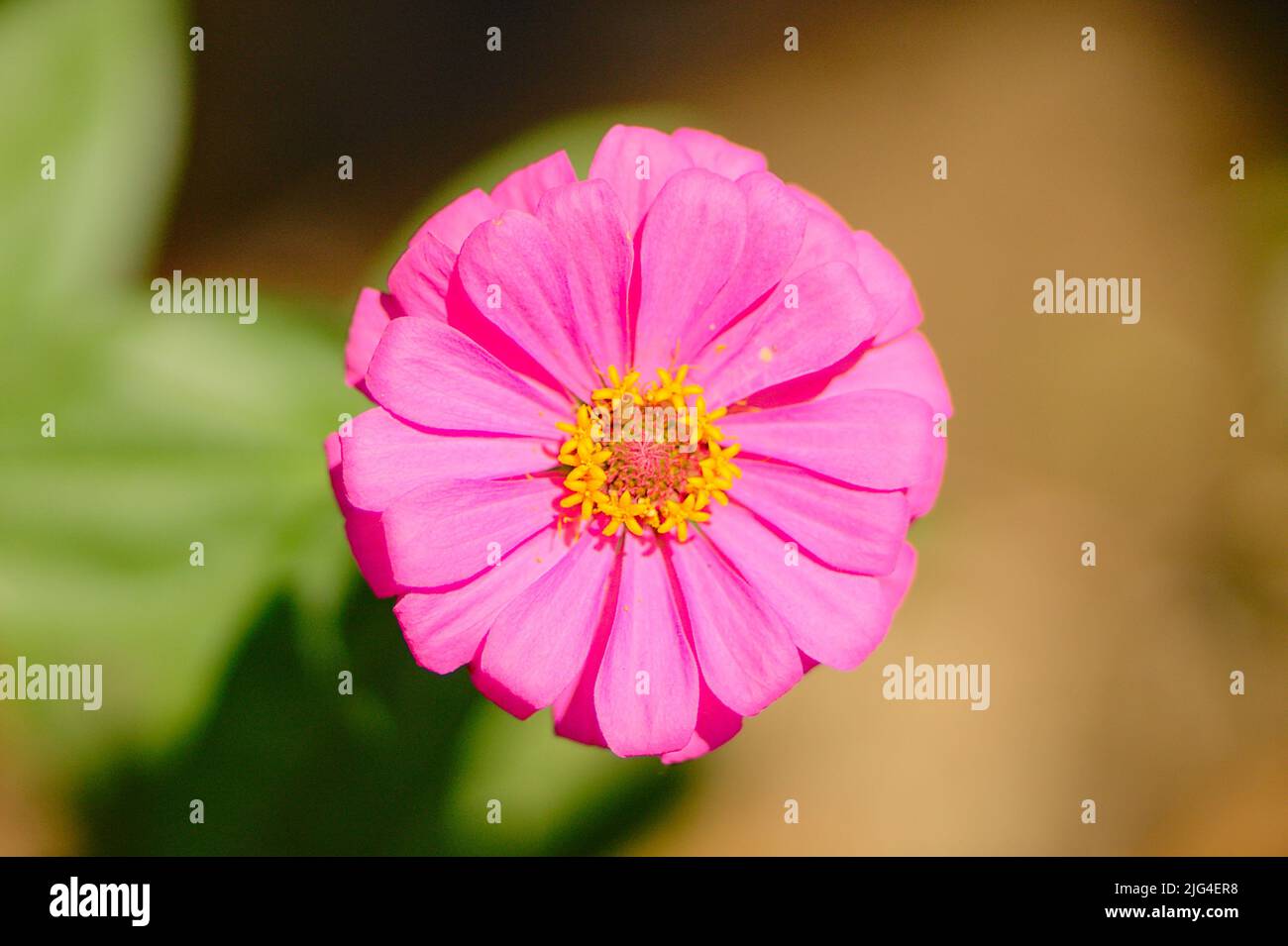 Petali Fiore, Zinnia Fiore Foto Stock