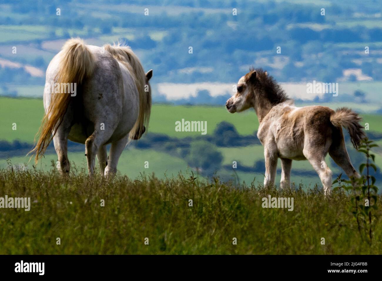 Pony. Pony e puledro di montagna gallese, Preseli Mountains, Pembrokeshire, Galles, Regno Unito Foto Stock