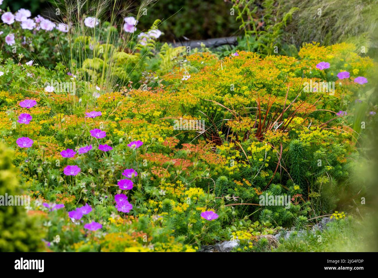 Letto fiorito nel giardino murato a Colby Woodland Garden, Amroth, Pembrokeshire, Galles occidentale, Regno Unito Foto Stock