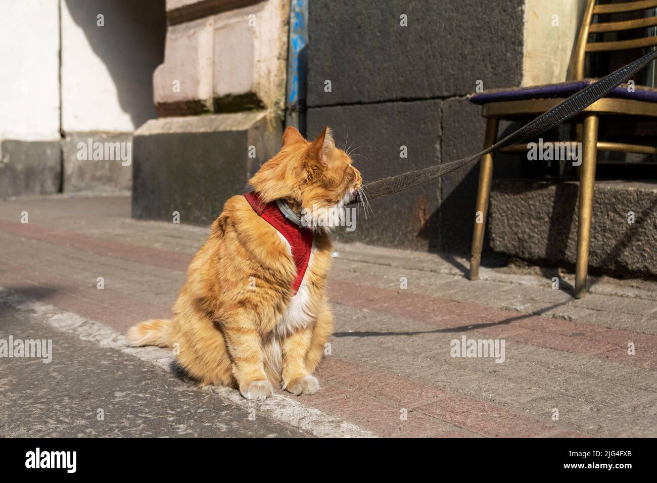 Grande grumo adulto rosso domestico spaventata gatto in un'imbracatura e su un guinzaglio siede sul marciapiede sulla strada e guarda il proprietario. Messa a fuoco selettiva. Foto Stock