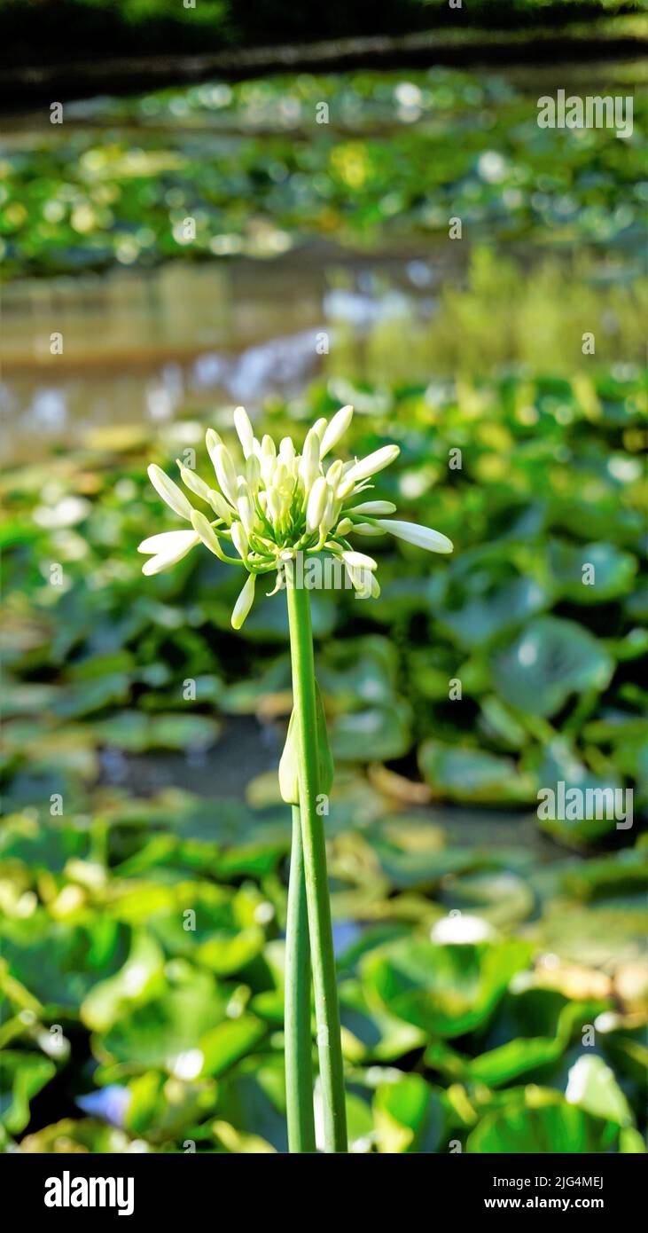 Bel fiore di Agapanthus africanus anche noto come giglio del nilo, africano, giglio blu ecc. Foto Stock