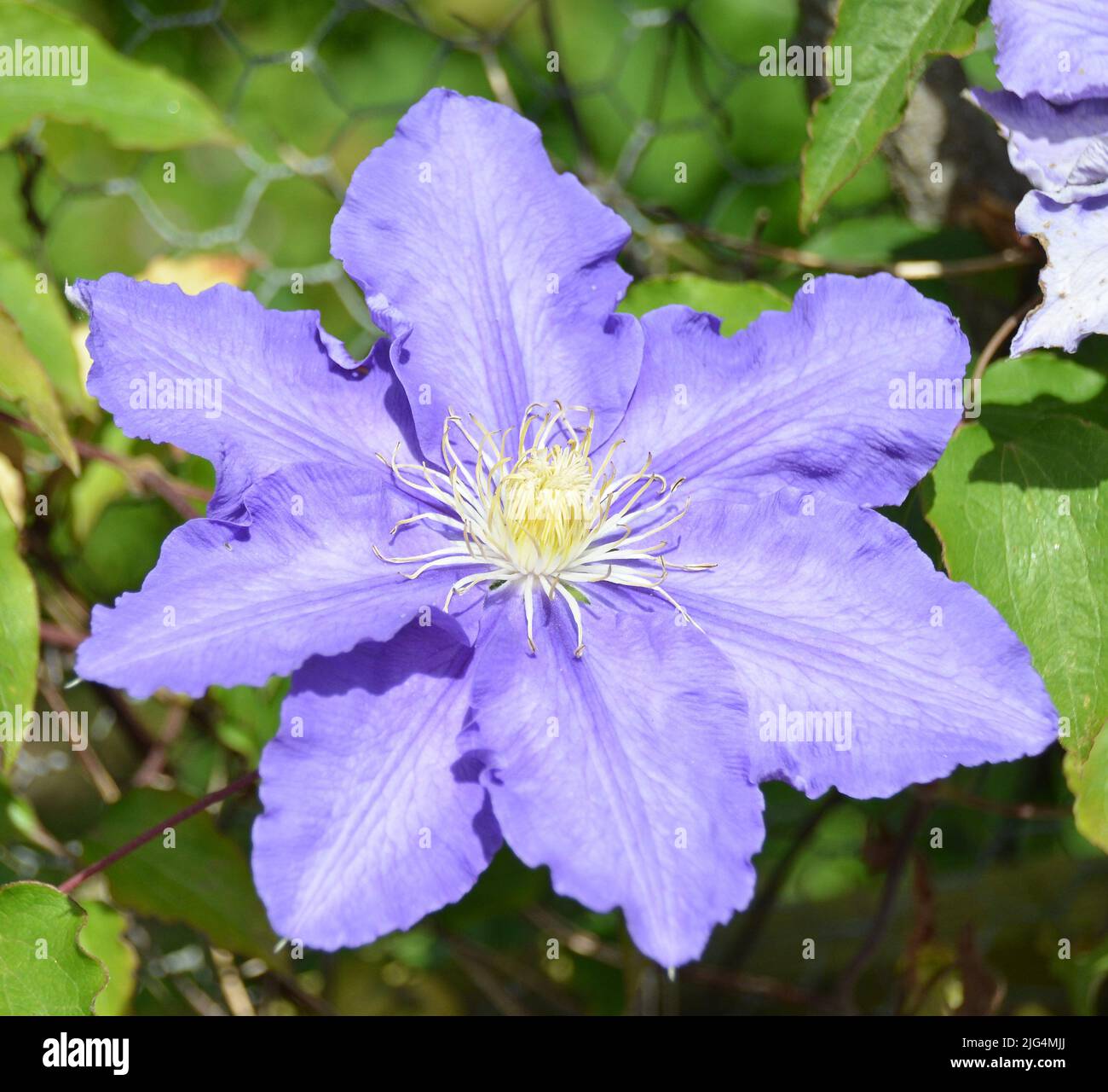 Fiore viola con piscelli bianchi Foto Stock