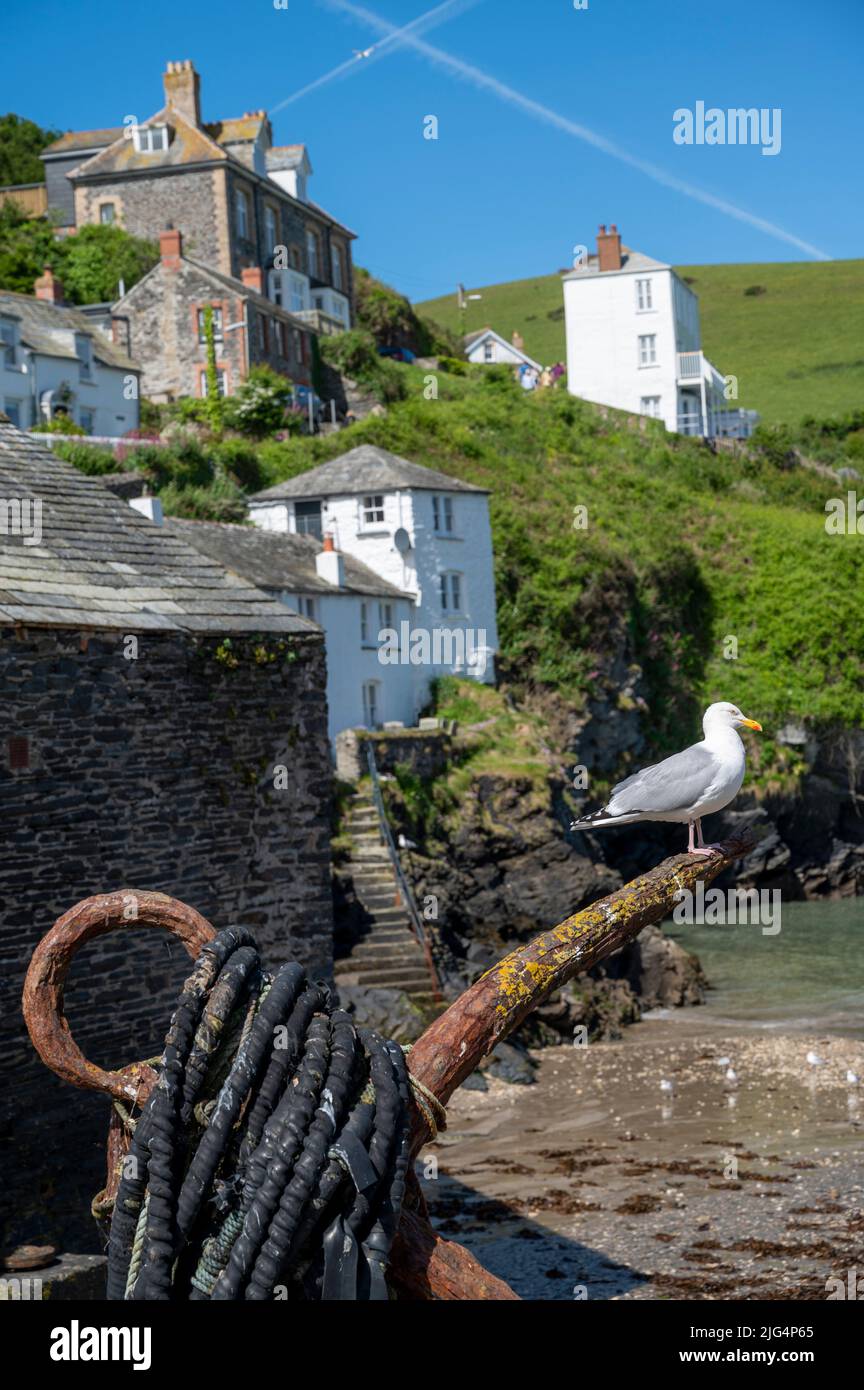 Un gabbiano arroccato su una vecchia arrugginita ancora nel grazioso villaggio di pescatori di Port Isaac, Cornovaglia, Regno Unito, posizione della serie drammatica ITV Doc Martin. Foto Stock
