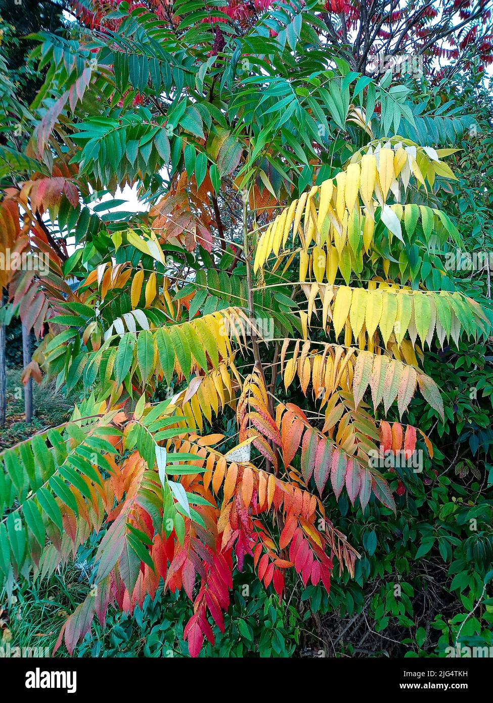 bella arcobaleno e colori orgoglio in natura su un albero di aceto Foto Stock