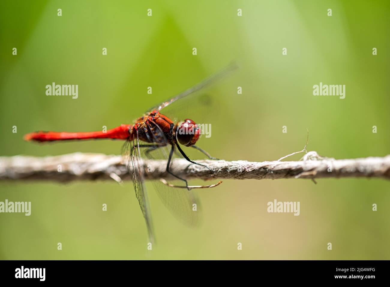 dragonfly è un insetto volante appartenente all'ordine Odonata, infraordine Anisoptera Foto Stock