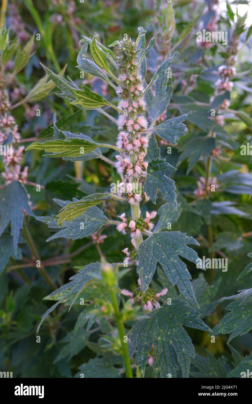 Leonurus cardiaca pianta. Erba madre con fiori rosa, gambo verde e foglie. Foto Stock