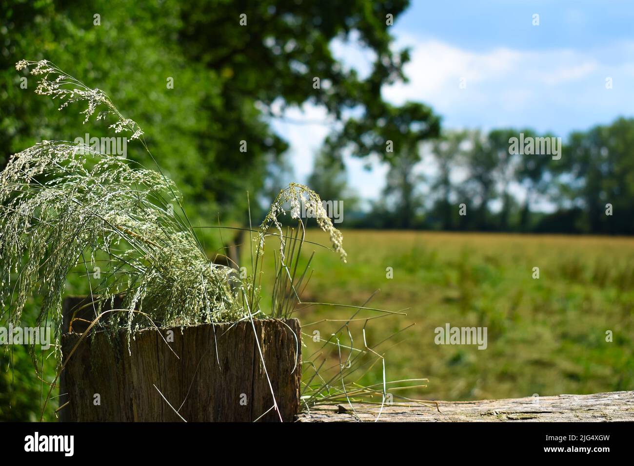 Prato romantico in estate europea, paesaggio rurale e recinto in legno Foto Stock