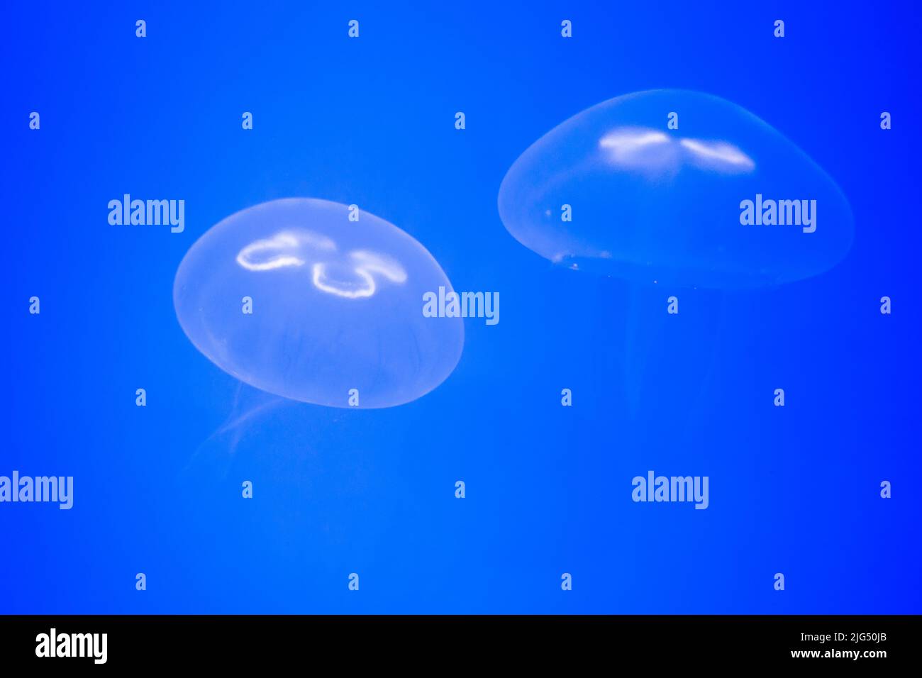 Rotterdam, Paesi Bassi - 06 AGOSTO 2020: Meduse isolate in acque blu allo zoo di Blijdorp. Foto Stock
