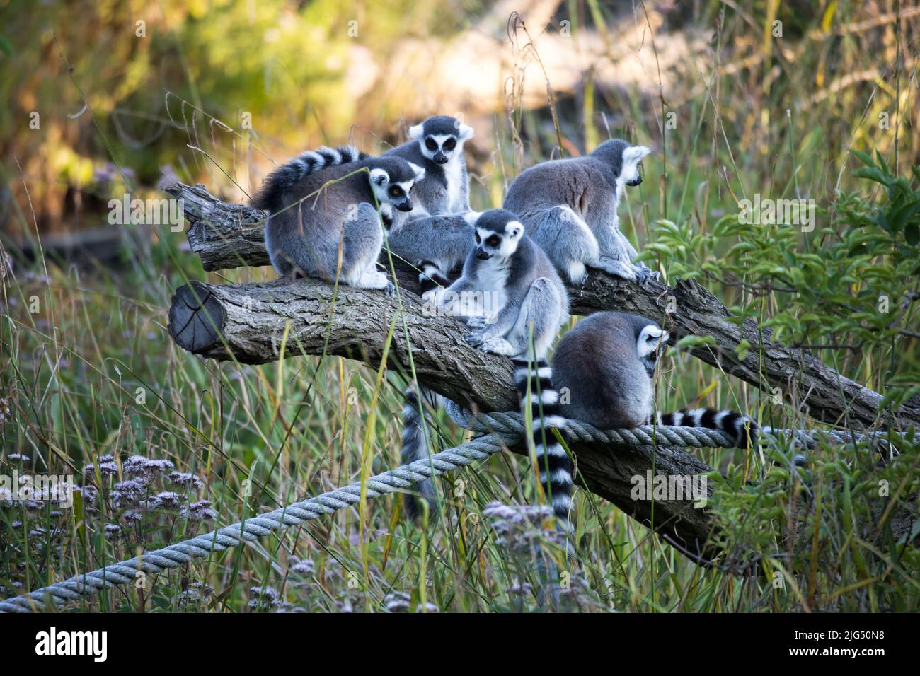 Rotterdam, Paesi Bassi - 06 AGOSTO 2020: Un gruppo di lemuri a coda di rondine seduti insieme allo zoo di Blijdorp Rotterdam durante l'estate. Foto Stock